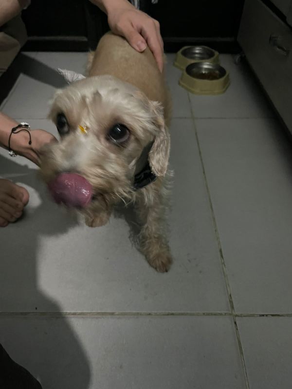 Foto del animal