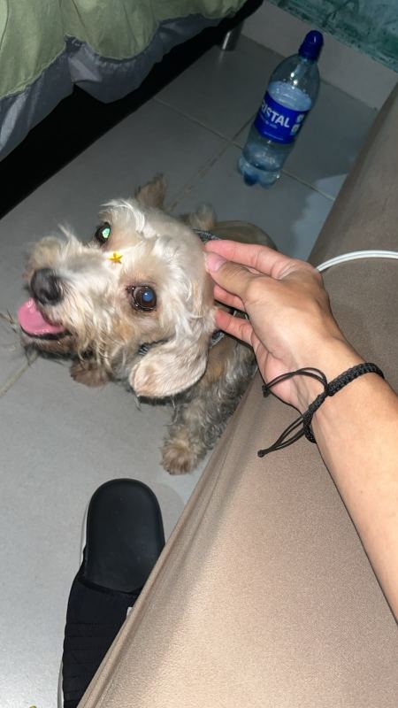 Foto del animal