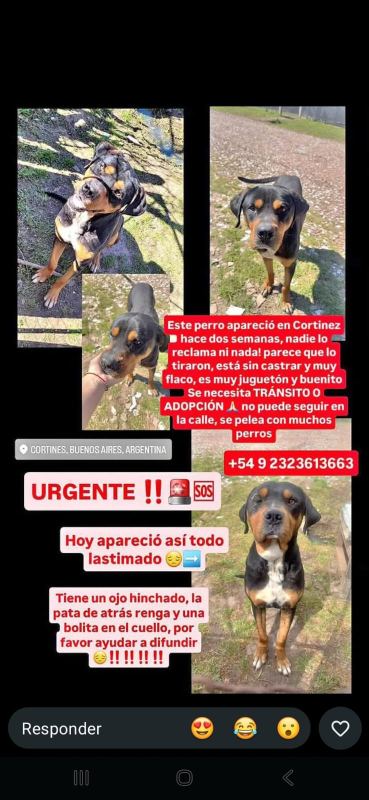 Foto del animal